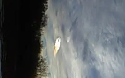 Dick pealots       wis