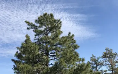 Dewey Arizona – Relentless Spraying All Day