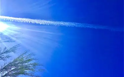 Saguaro National Park in Arizona