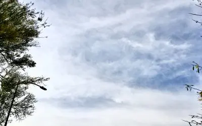 Central Arizona desert this morning. They sprayed all night.