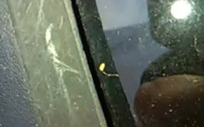 Wis    bug from fall out