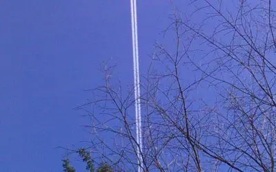 Parasite dump    wis