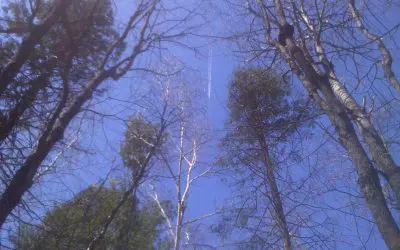 Parasite trail    wis