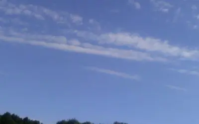 Parasites        wis