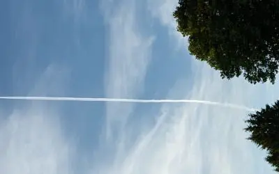 Dead trees (everywhere!) as a result of spraying.