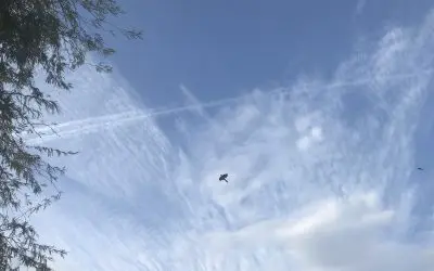 Chandler, AZ – 5:30 PM And Heavy Spraying Continues. No Break Today!