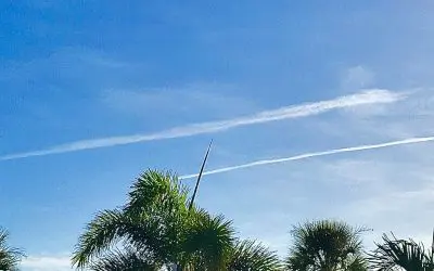 Early morning poison in Bradenton Florida