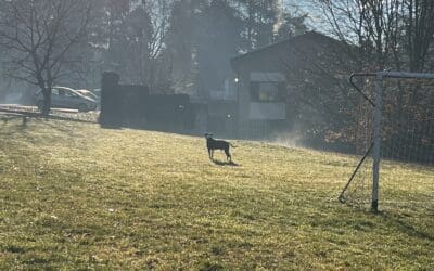 Amstaff trail near Monza